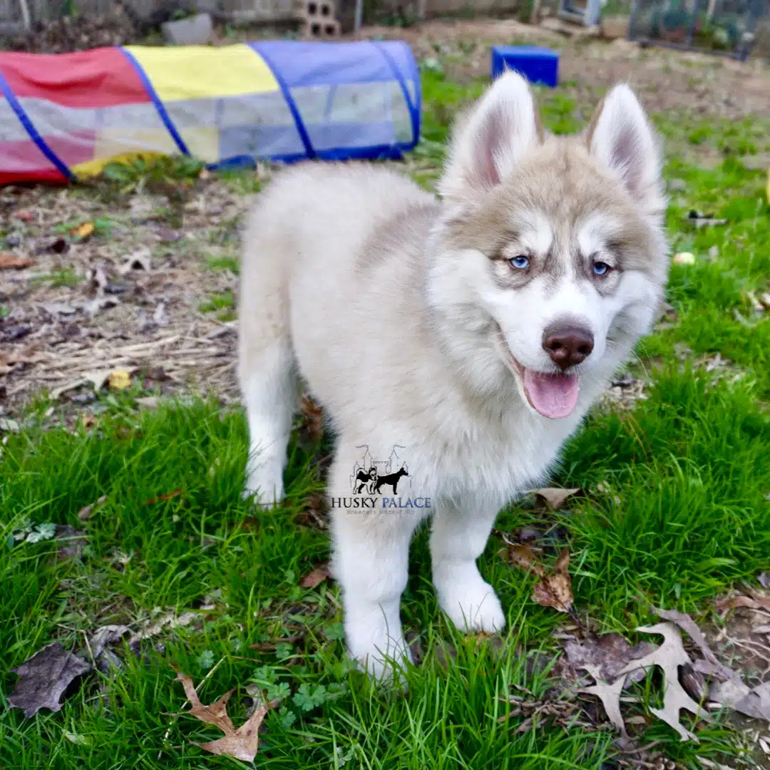 Siberian Huskies