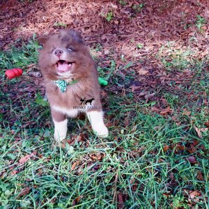 Solid Brown Husky