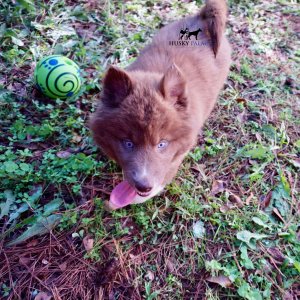 Solid Brown Husky