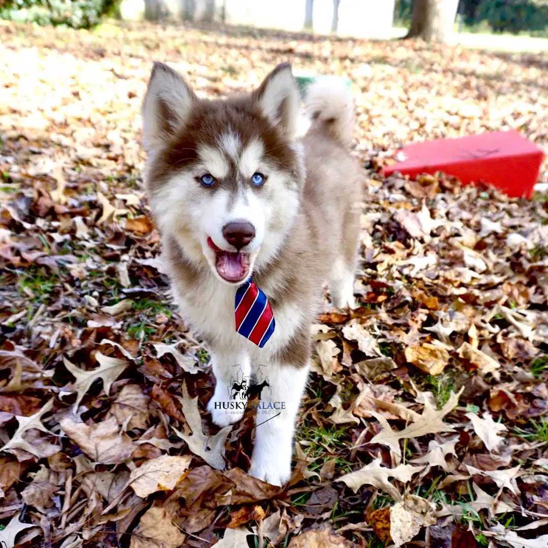 Top Siberian Husky Breeder