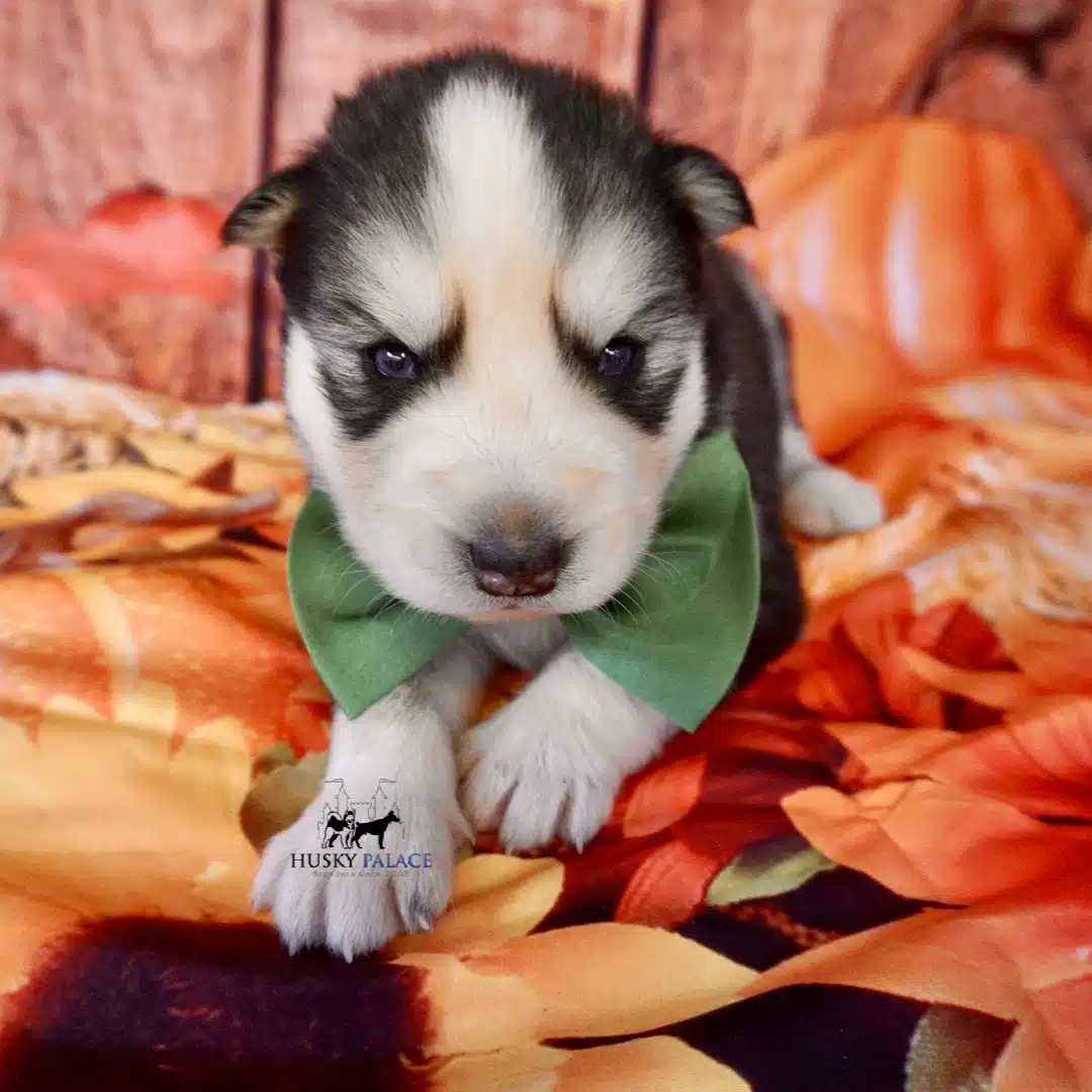 Blue Eyes Huskies