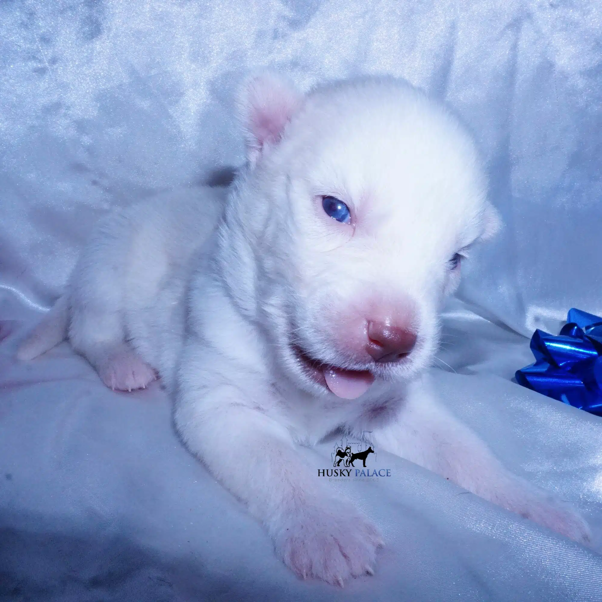 AKC Husky Puppies