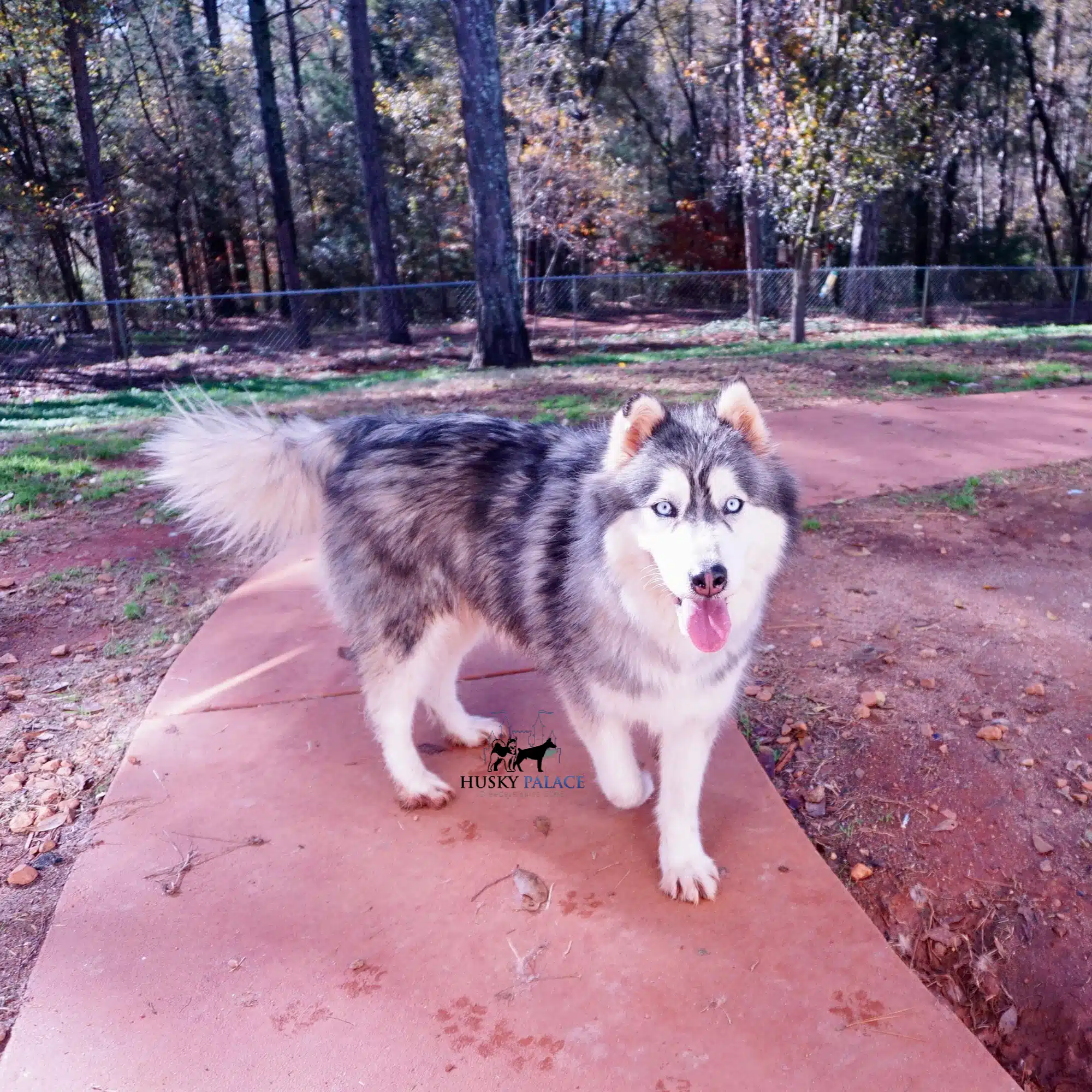 adult Siberian husky