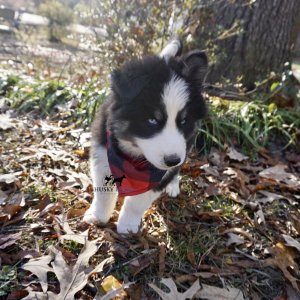 Blue Eye Husky