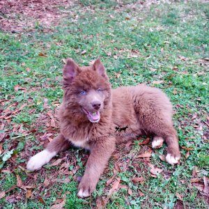 Full Breed Husky