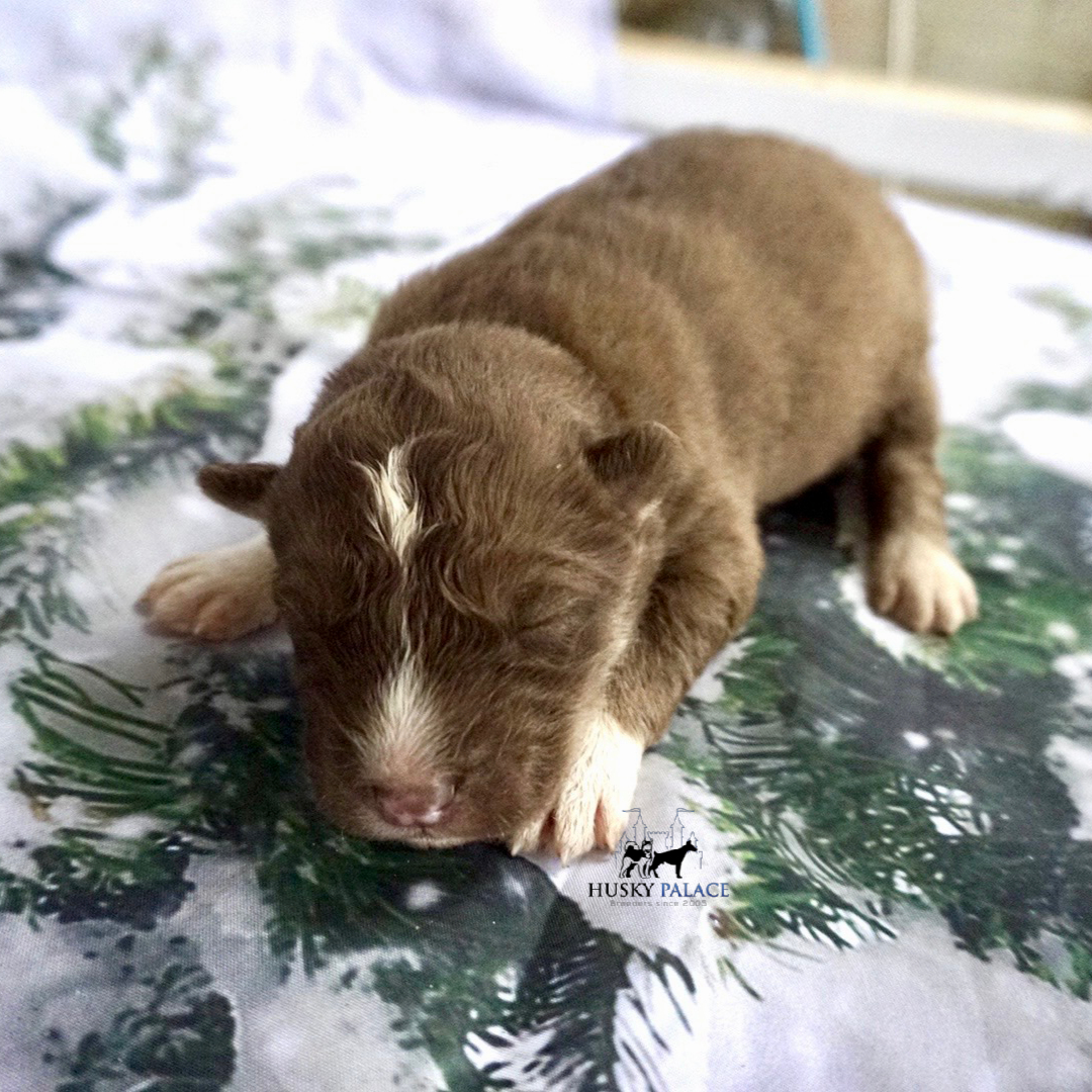 Siberian Husky Puppies In NC