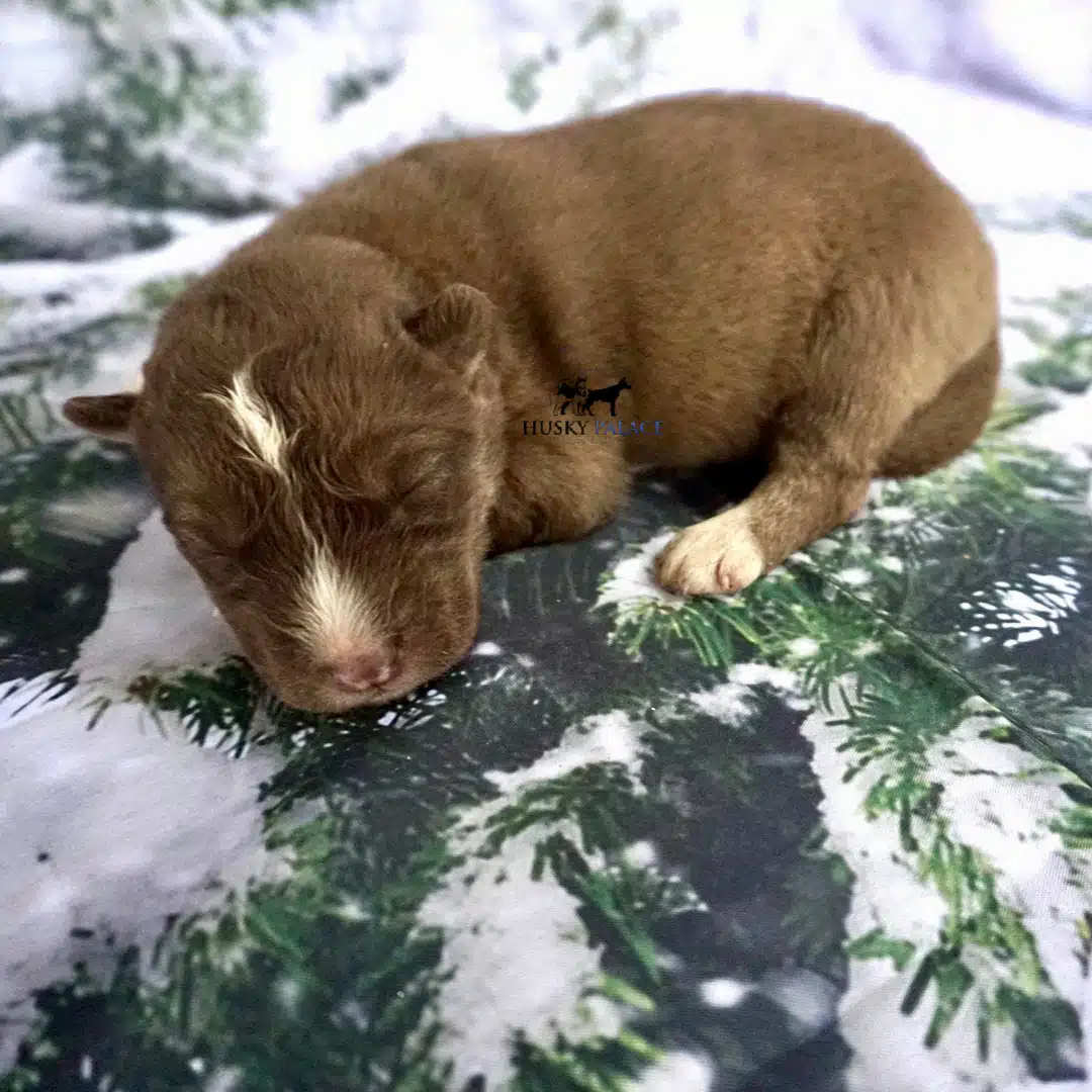 Siberian Husky Puppies In NC