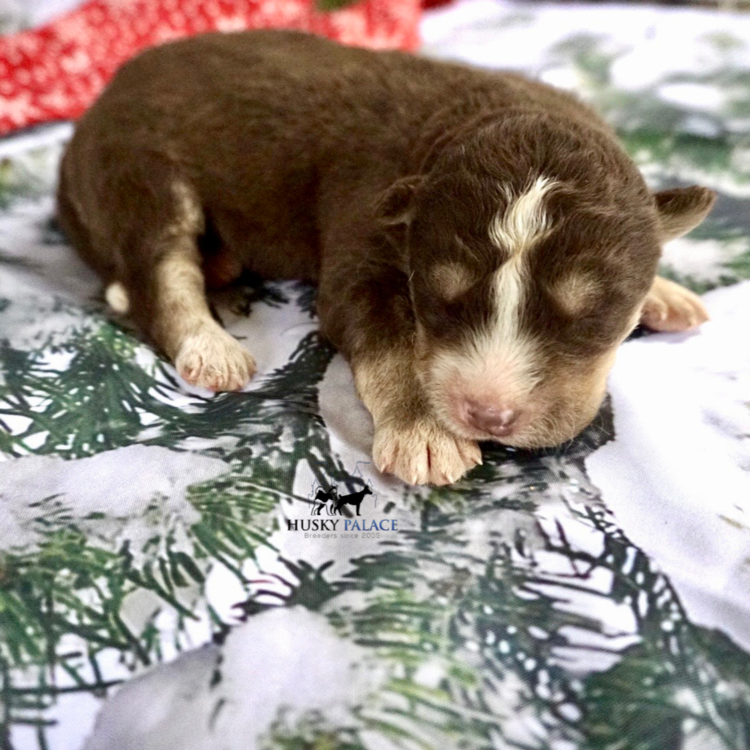 Siberian Husky Puppies In NC