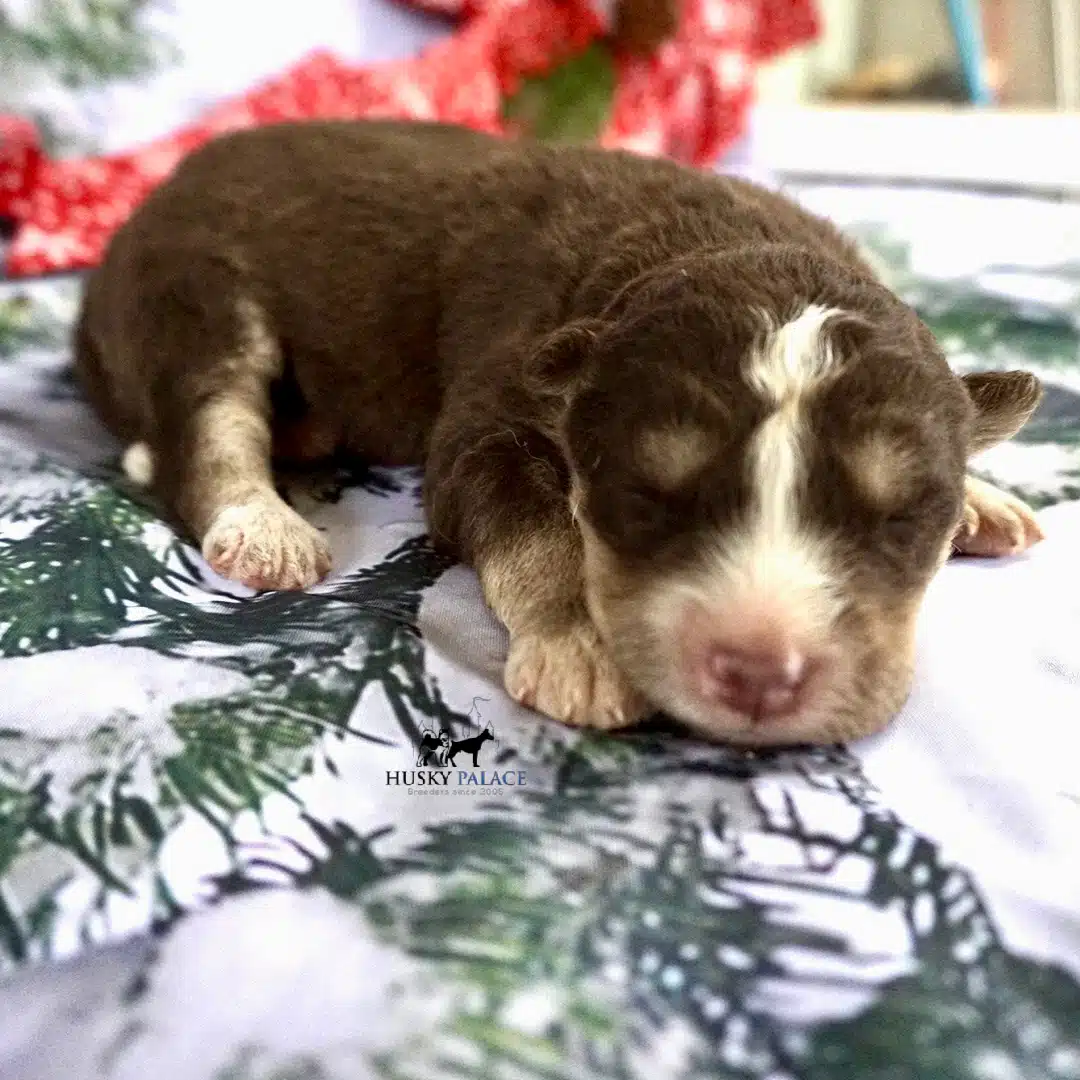 Siberian Husky Puppies In NC