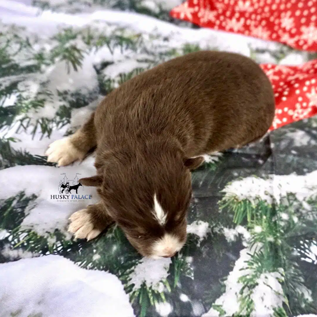 Siberian Husky Puppies In NC