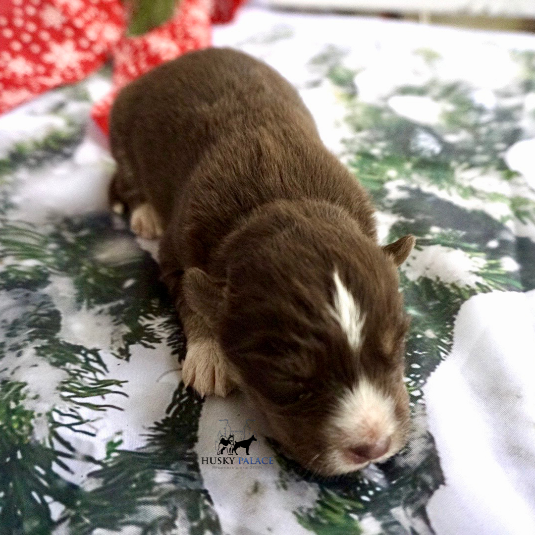 Siberian Husky Puppies In NC