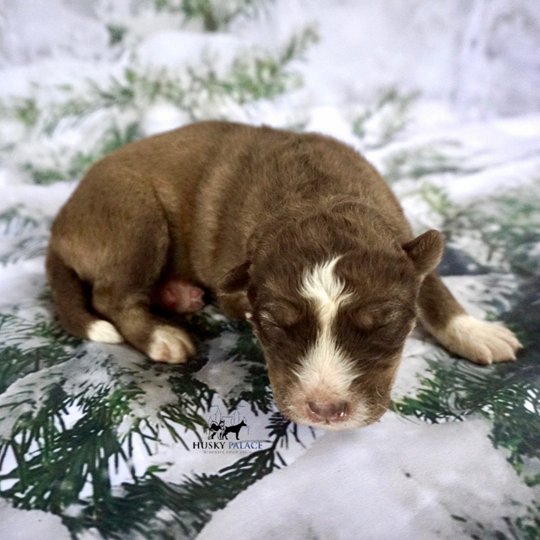 Siberian Husky Puppies In NC