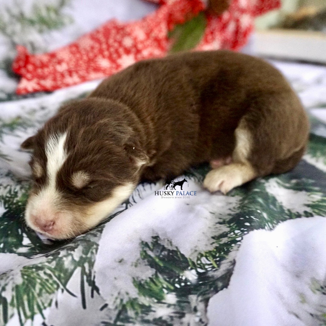 Siberian Husky Puppies In NC