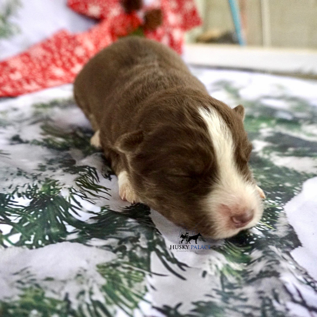 Siberian Husky Puppies In NC