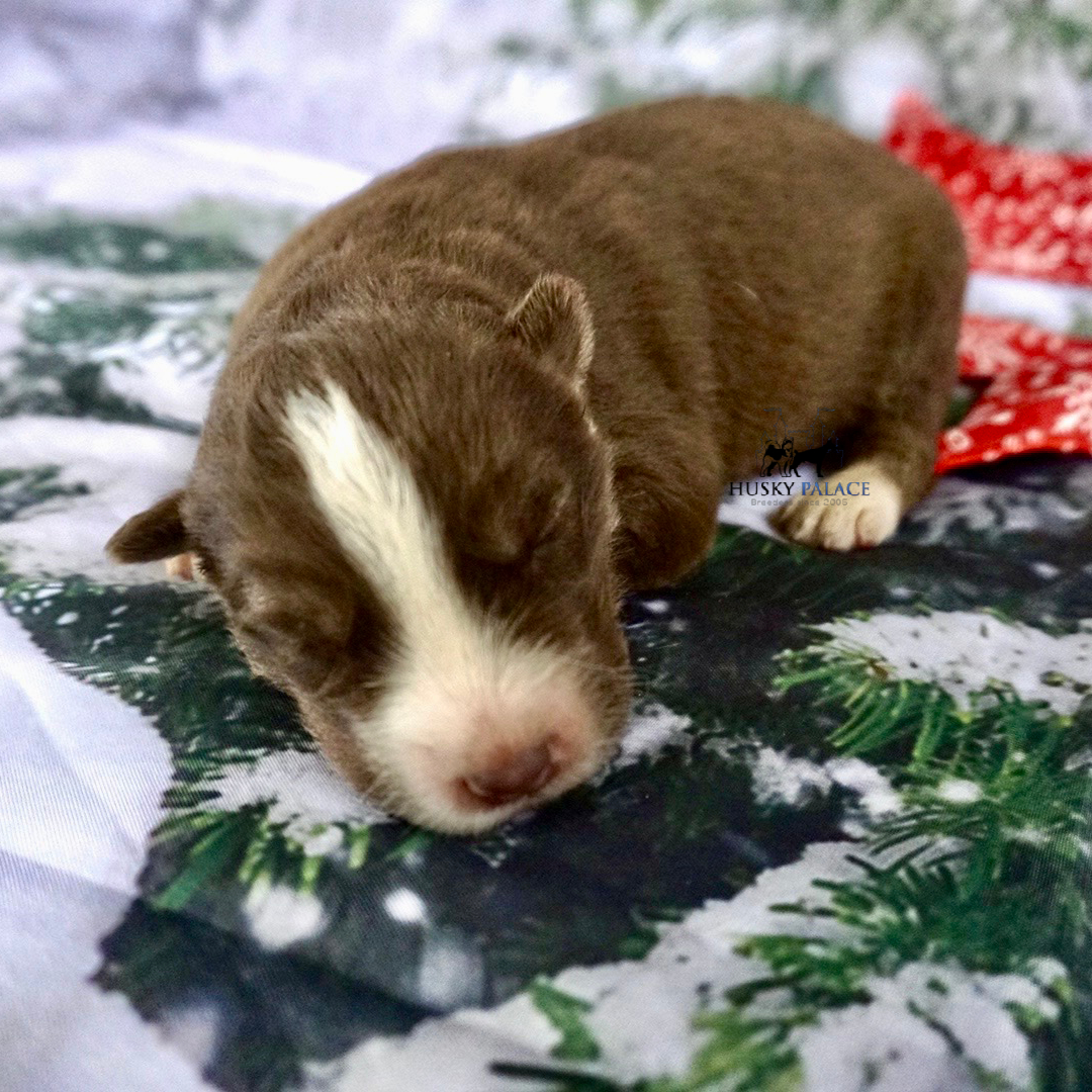 Siberian Husky Puppies In NC