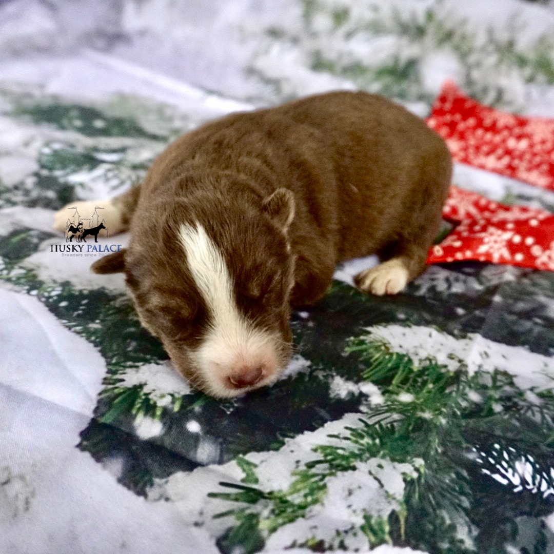 Siberian Husky Puppies In NC