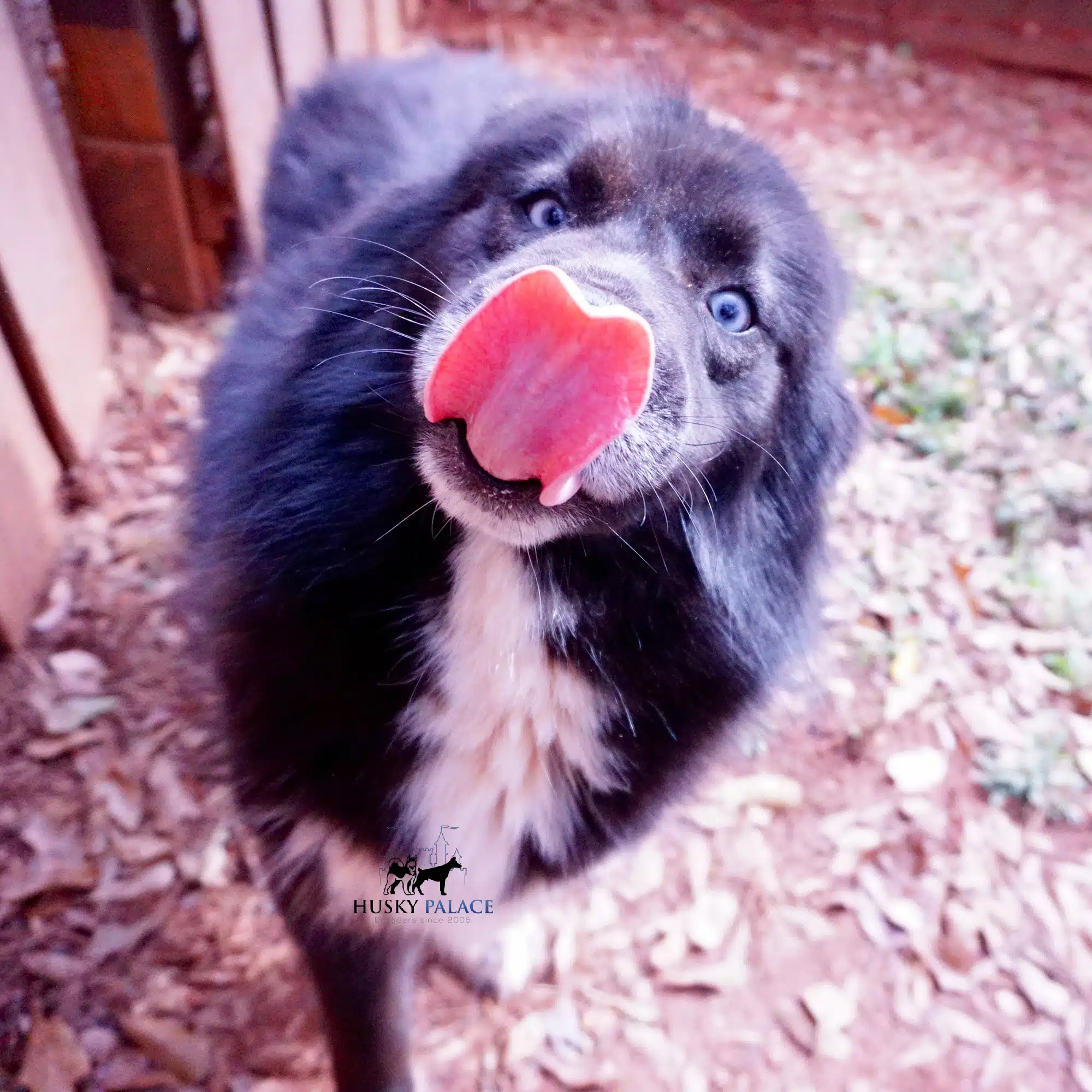 Tiana solid black husky near me Tiana
