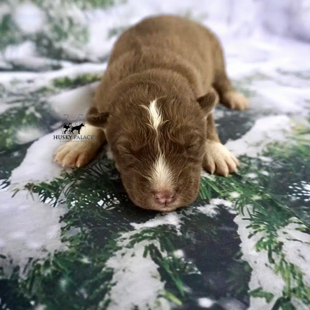 Siberian Husky Puppies In NC