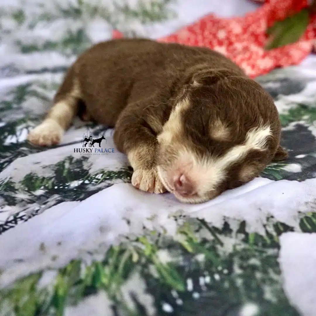 Siberian Husky Puppies In NC