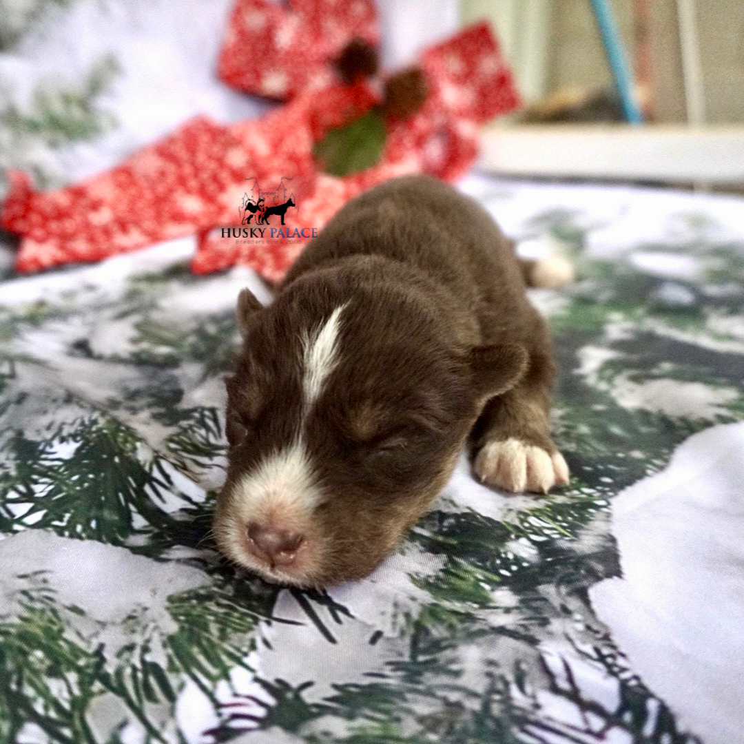 Siberian Husky Puppies In NC