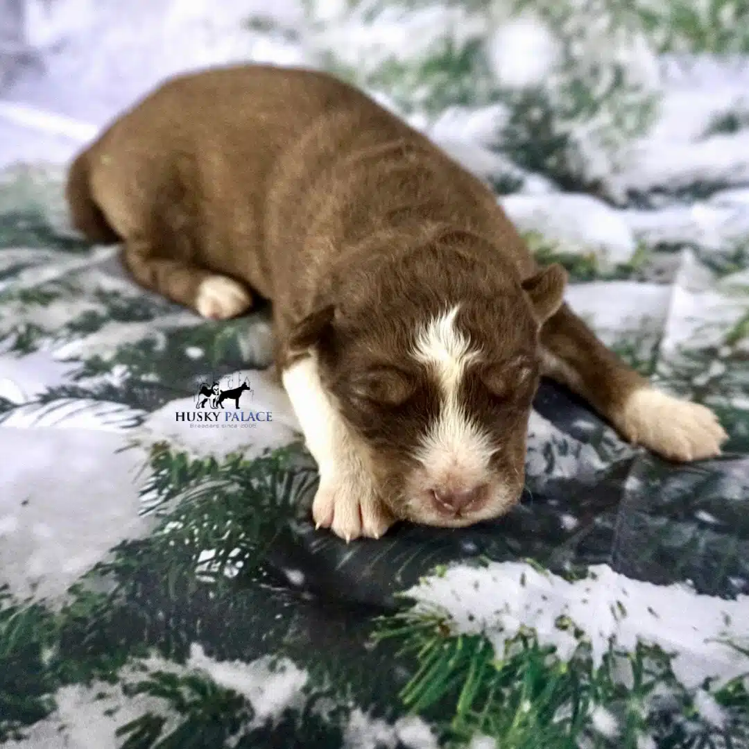 Siberian Husky Puppies In NC