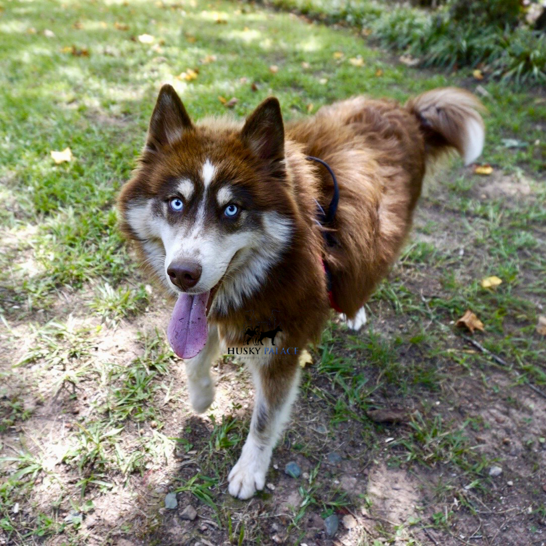 Siberian Huskies in the Carolinas