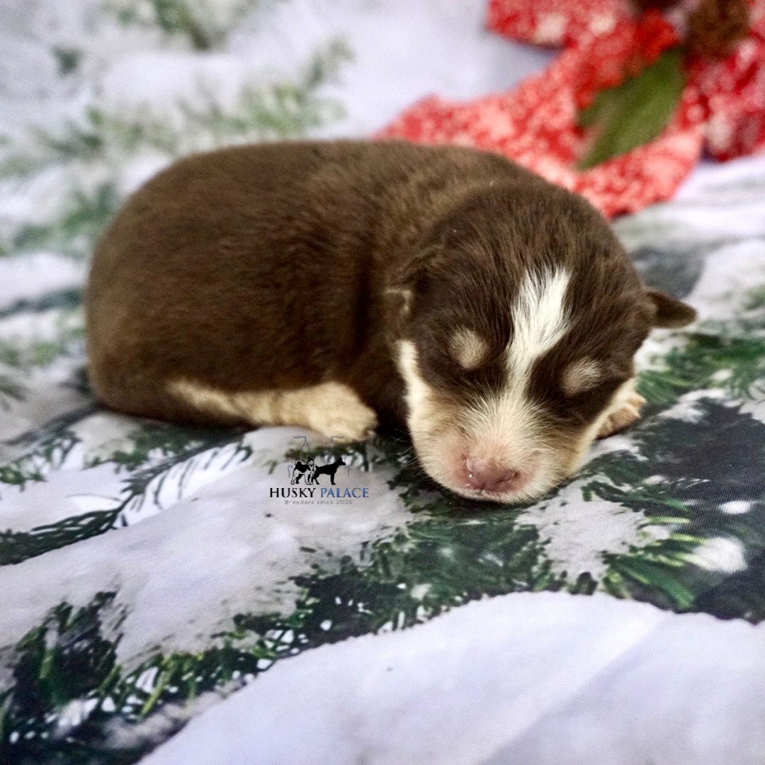 Siberian Husky Puppies In NC