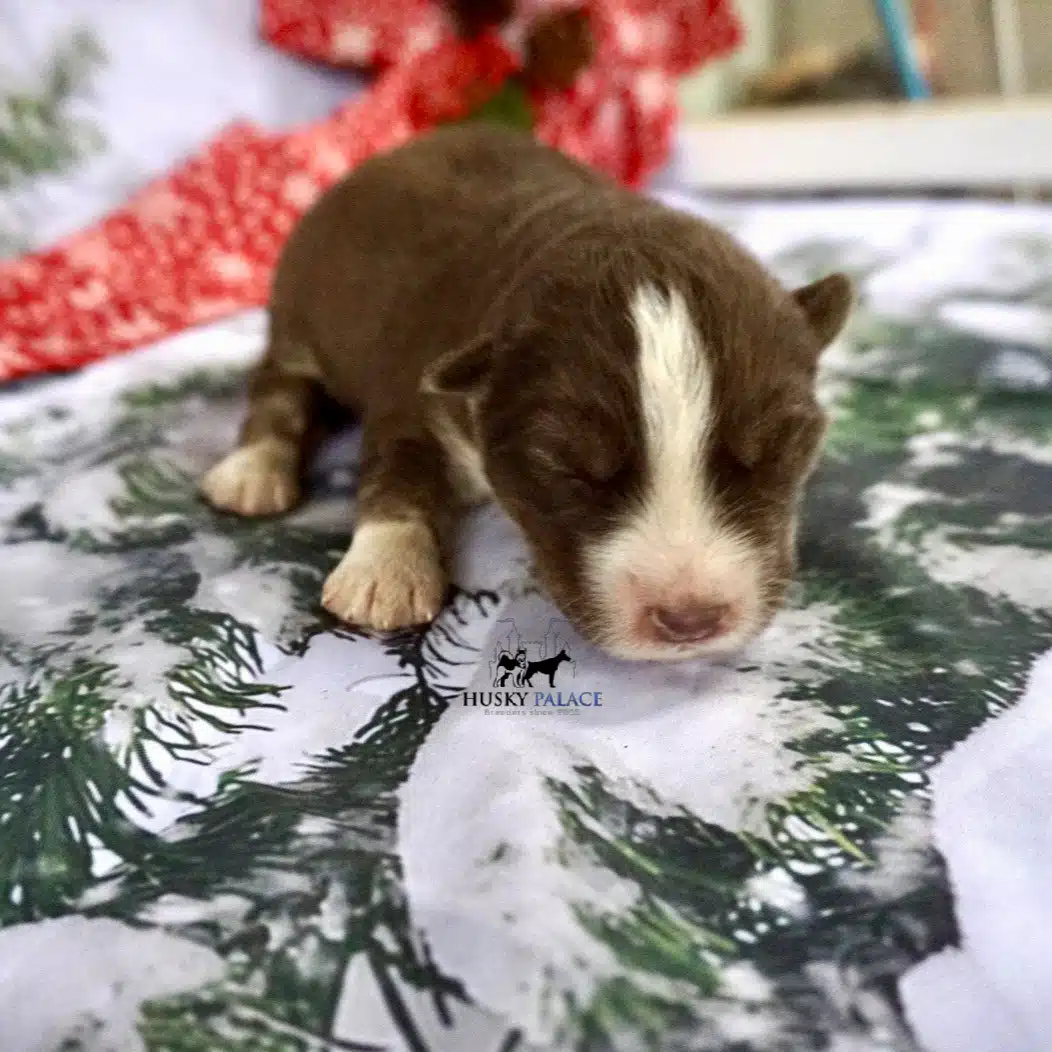 Siberian Husky Puppies In NC