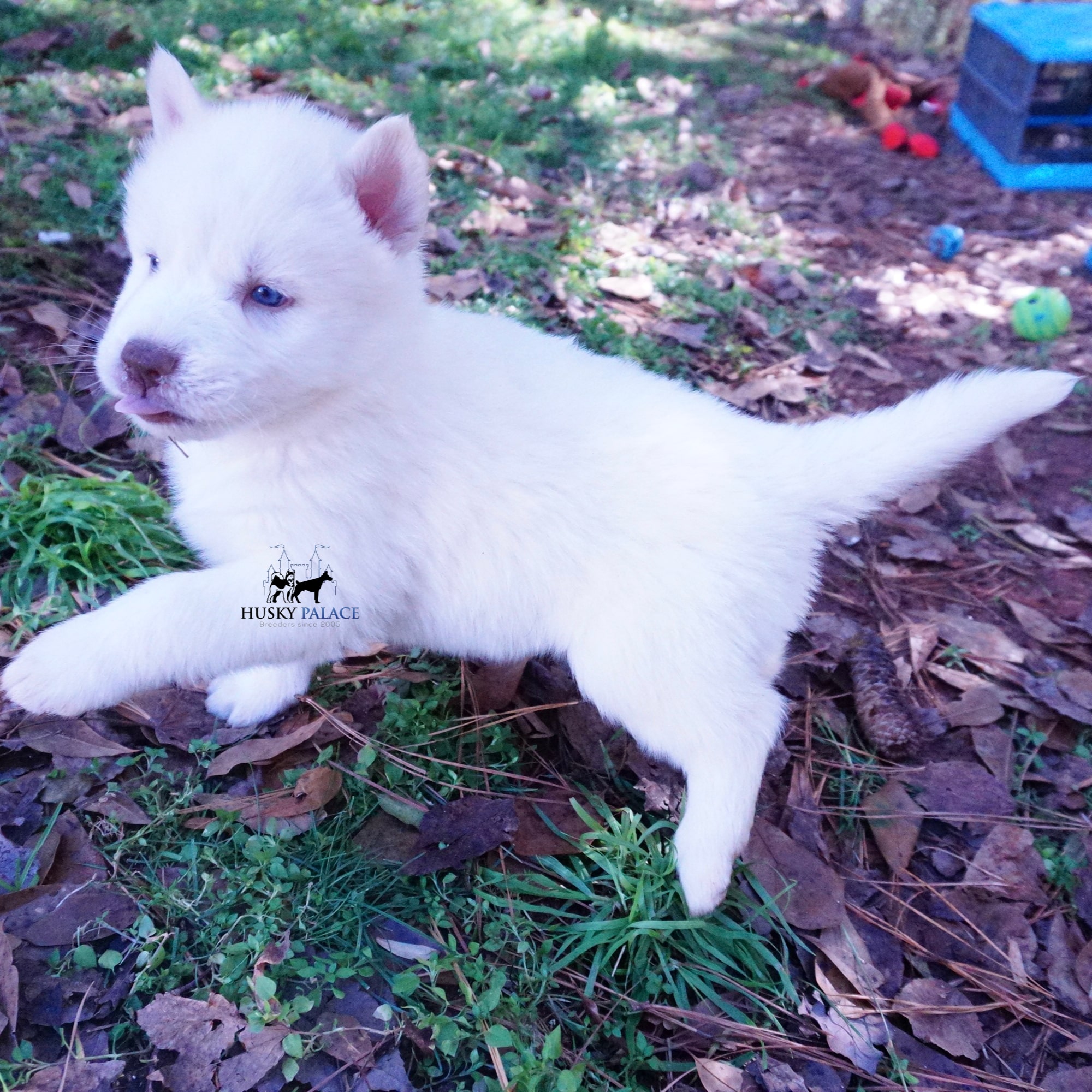 AKC Husky Puppies