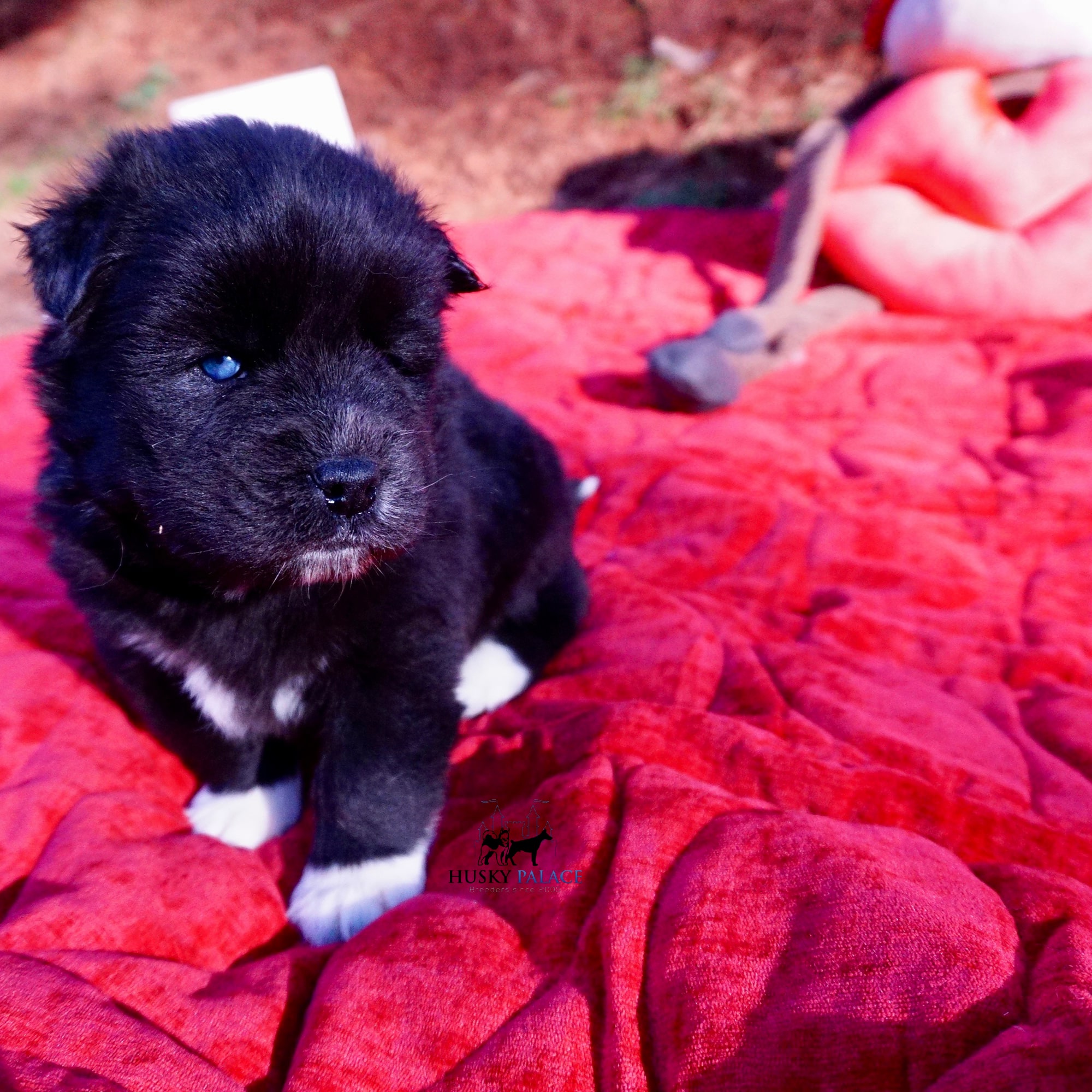 Agouti Husky Pup