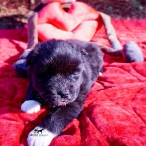 Agouti Husky Pup