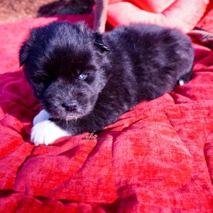 Agouti Husky Pup