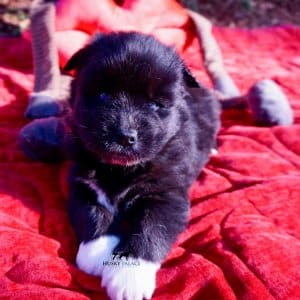 Agouti Husky Pup