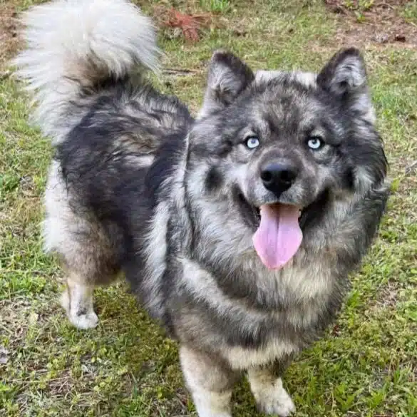Beowulf Martin Husky For Sale