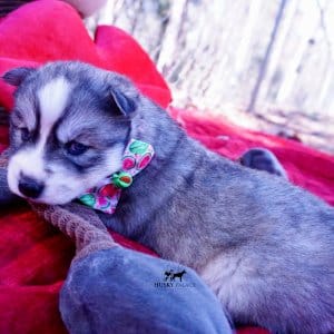 Black Diluted Husky