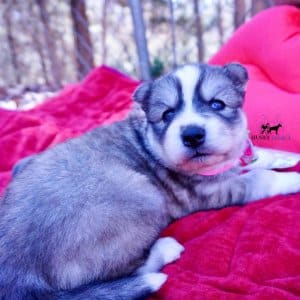 Black Diluted Husky