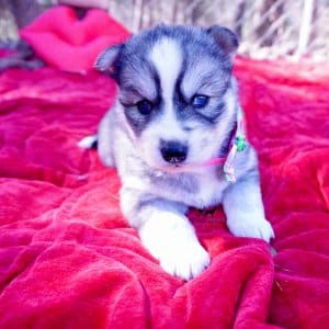 Black Diluted Husky