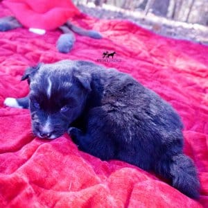 Black Husky Puppy