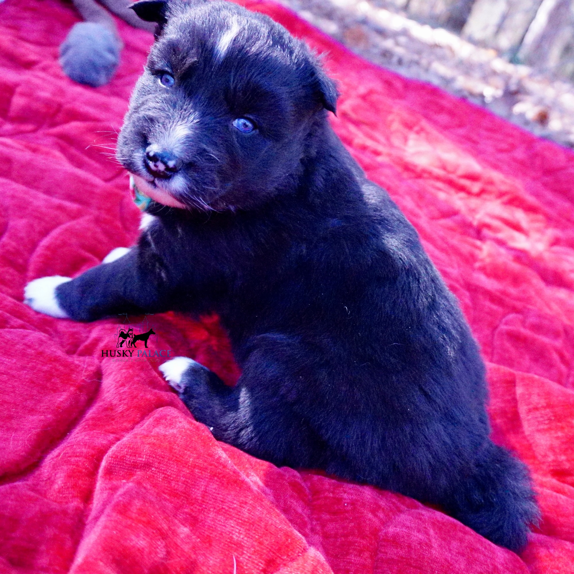 Black Husky Puppy