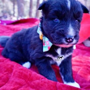 Black Husky Puppy