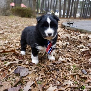 Black/white Husky Puppy