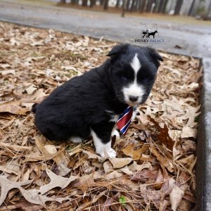 Black/white Husky Puppy