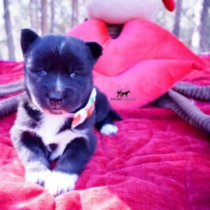 Black/white Husky