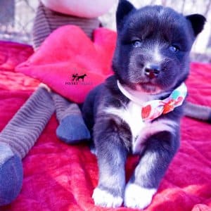 Black/white Husky