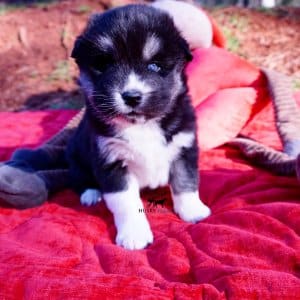 Black/white huskies