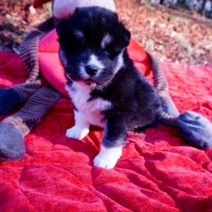 Black/white huskies