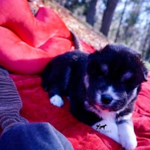 Black/white huskies