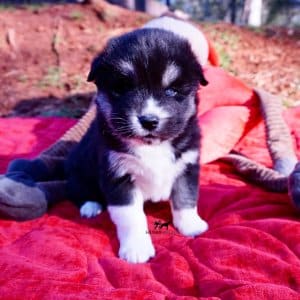 Black/white huskies