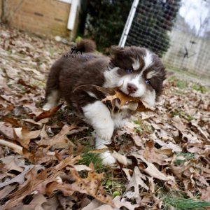 Blue Eyed Husky