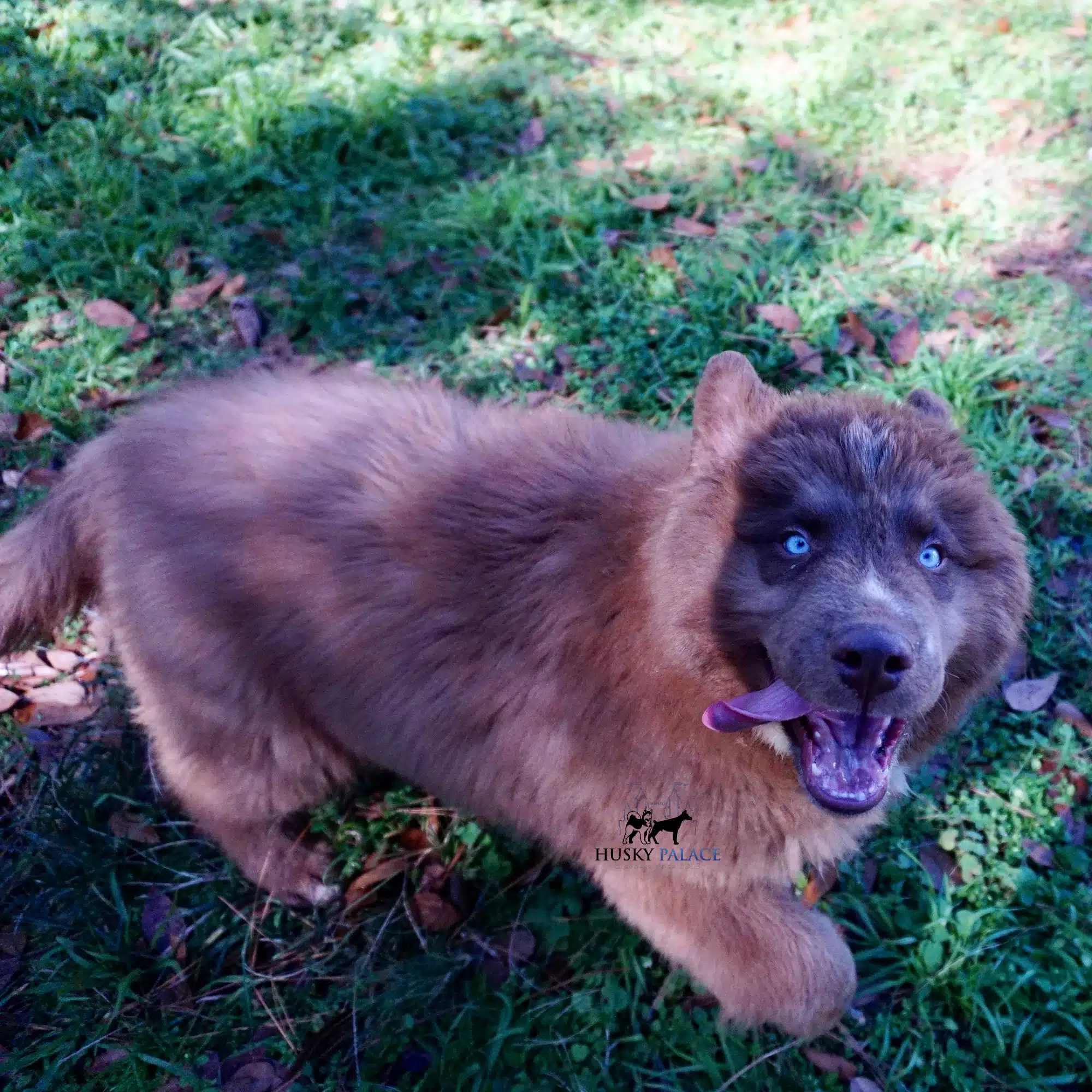 Blue Eyes Husky